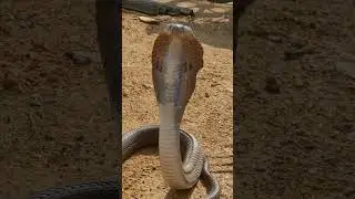 COBRA sneak sound : #CobraHiss #SnakeSound #WildlifeWarning #RespectWildlife #Reptile #NatureSounds