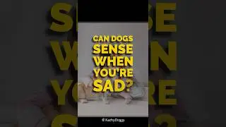 Can Dogs Sense When You&rsquo;re Sad? #shorts