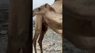 Babe camel #weekend #shorts #viral #kalba #explore #india #usa #kalba #sharjah