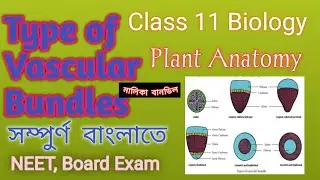 Type of Vascular Bundles, Vascular Bundle Neet Vascular Tissue, Endarch and  Exarch Xylem