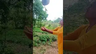 Amazing Big Coconut Flower cutting and eating with bee honey #shorts  #coconutflower #villagelife