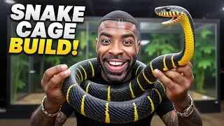 Building a Terrarium for My Mangrove Snake (Boiga melanota)