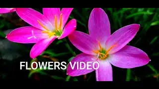 Flowers video //  Types of flowers // DKB THE BROTHERS CREATION//