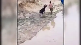 Donkey vs Boy | Funny Revenge of Donkey | Boy beaten by Donkey