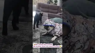 my dog is models #dog #funnyshorts #shortvideo#mypug #myanimals #shortvideo #cute