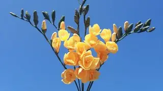 프리지아 만들기 | How to make Freesia with crepe paper