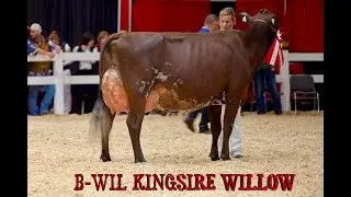 National  Ayrshire  Show.4 Yr Old Class. B-WIL KINGSIRE WILLOW.Budjon Farms.Royal Winter Fair 2025