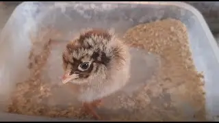 الصوص مش عم ياكل؟ الحل عندي