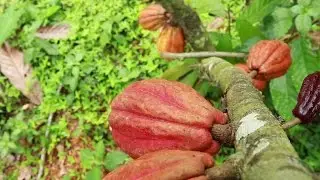 APPTA Documentary: Talamancan Agro-ecological Production