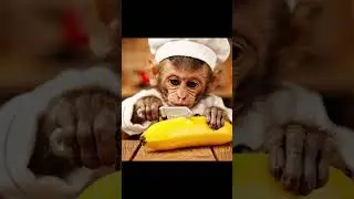 Cute Monkey Cutting Banana #monkey