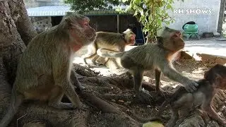 The young monkey try to catch Micro Heidi, Abigail saved Heidi, Abigail love Heidi | Heidi Group