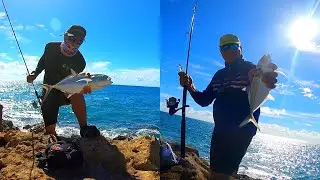COJINUAS GRANDE EN PUERTO RICO 🇵🇷🇵🇷