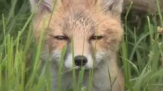 Fox Photography - a 