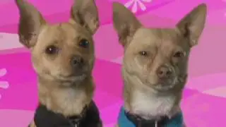 Meet The Cast of Legally Blonde