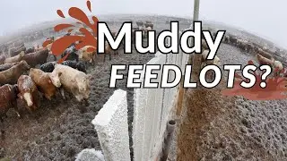 Muddy Feedlot Surfaces: What Are My Options?