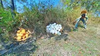 OMG HAND UNIQUE! Collect a lot of eggs on the nest near the edge of the forest, the best hand-picked