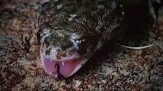 Sapo partero ib&eacute;rico (Alytes cisternasii) depredando sobre ara&ntilde;as y hormigas