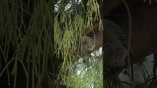 As&iacute; busca comida el Carpintero Coronirrojo 🐦