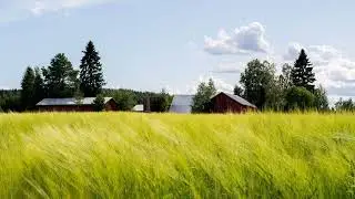 Virsi 464 - Kuin oksat vihannoivat