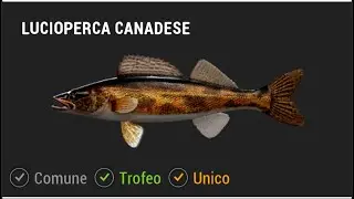 Lucioperca canadese unico a Emerald: come catturarlo davvero
