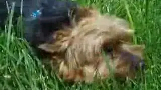Sweet Polly Purebred