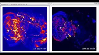 GASSPY  Demo 2: RAMSES predictions of FIR [CII] 158 and  [OIII] 88 micron