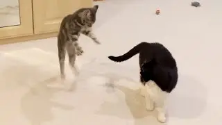 Kitten Vs Adult Cat | 4K