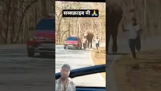 Tourists run for their lives to evade charging elephant 😫😫