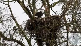 The wind keeps blowing my nest away.....