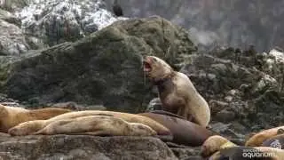 Sea Lions Cut Free from Garbage