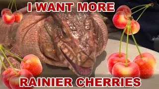 Giant pet lizard want more rainier cherries!