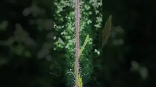 Ein Tag Hopfenwachstum #hopfen #pflanzenwissen #wachstum #zeitraffer #timelapse #hop #perle