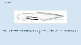 アシロ目