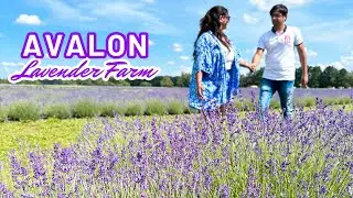 A Day at the Lavender Farm - Exploring with Farm Animals & Birds - Horses, Peacock, Bunnies, etc.