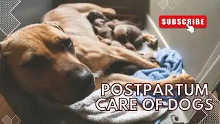 Insights into Dog health and wellness | Postpartum care of dogs