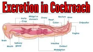 Excretion in cockroach: simplified for NEET AIIMS