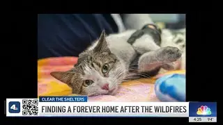 Watch Eaton Fire survivor reuniting with his cat at Pasadena shelter
