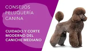 CUIDADO Y CORTE MODERNO DEL CANICHE MEDIANO
