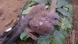 Birds Spotted dove(Spilopelia chinensis): Trapping Wild Birds On Branches, Sound of Turtledoves 2017