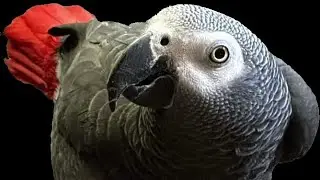 Best pet birds in Sharjah pet market #tallkingparrot #best #pet #birds #uae