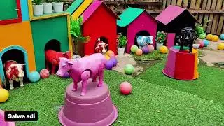 MENANGKAP AYAM WARNA WARNI,KELINCI,BEBEK LUCU.ANGSA ,DI PETERNAKAN HEWAN
