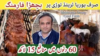 15 Lacks Profit in 60 Days ll Urea Treated Toori  Bachra Farming Two Months Program