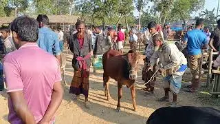  দুবাকুরা গরুর হাট পতি সোমবার। #cutebaby #comedyfilms #comedyfilms #funny #movies #viralvideo2026