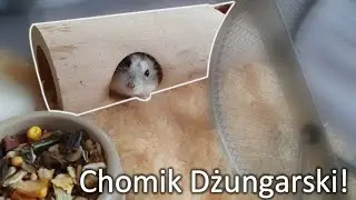 Chomik Dżungarski! Najlepsze zwierzątko domowe? #Pathen
