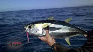 Asari Micro Jigging New 2016