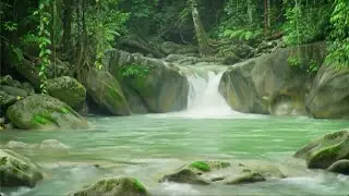 LIVE: Nature River Ambience for Sleep, Study, and Meditation