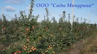 ООО "Сады Мичурина"