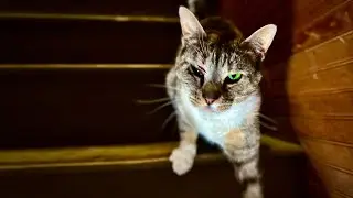 Poor Molly Murder Mittens