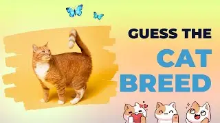 Ultimate GUESS THE CAT BREED CHALLENGE - How Many Can You Get Right?