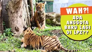 Lembang Park & Zoo | BABY SIBERIAN TIGER!